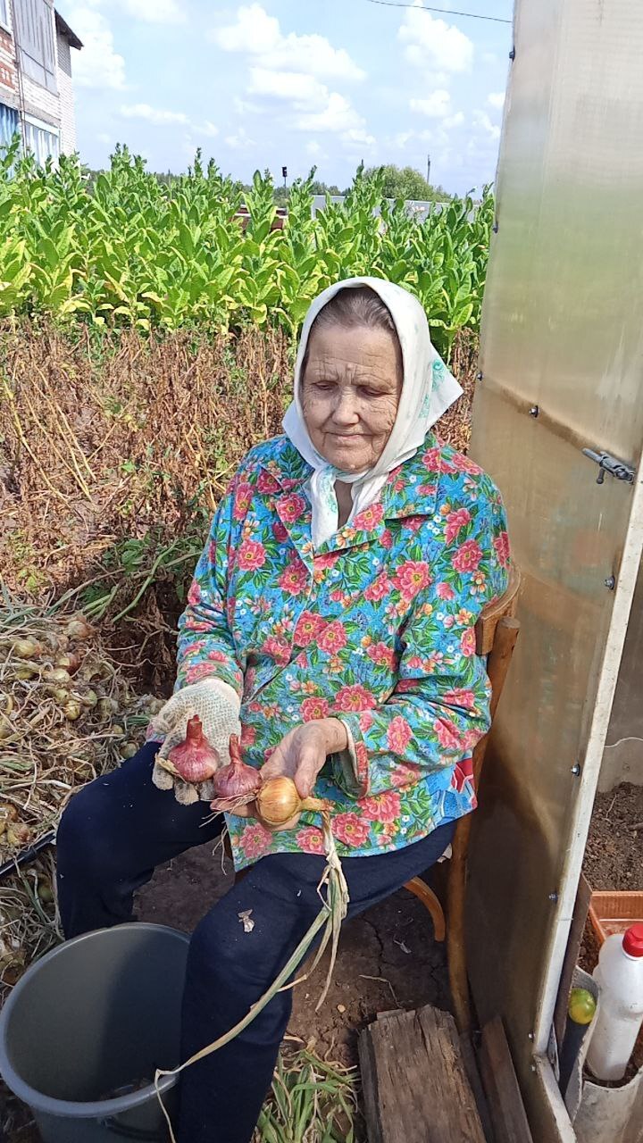 Урожай лука