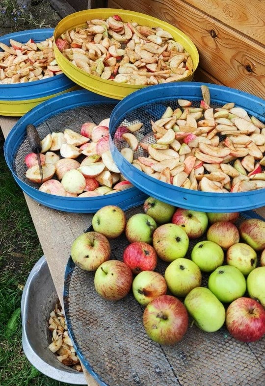 заготовка яблок