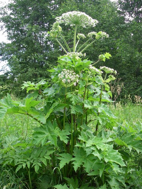 Опасность борщевика